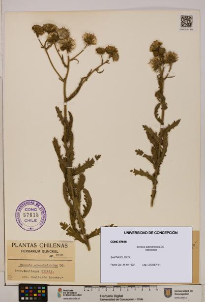 Senecio adenotrichius [Espécimen: UDEC:CONC:0057615]