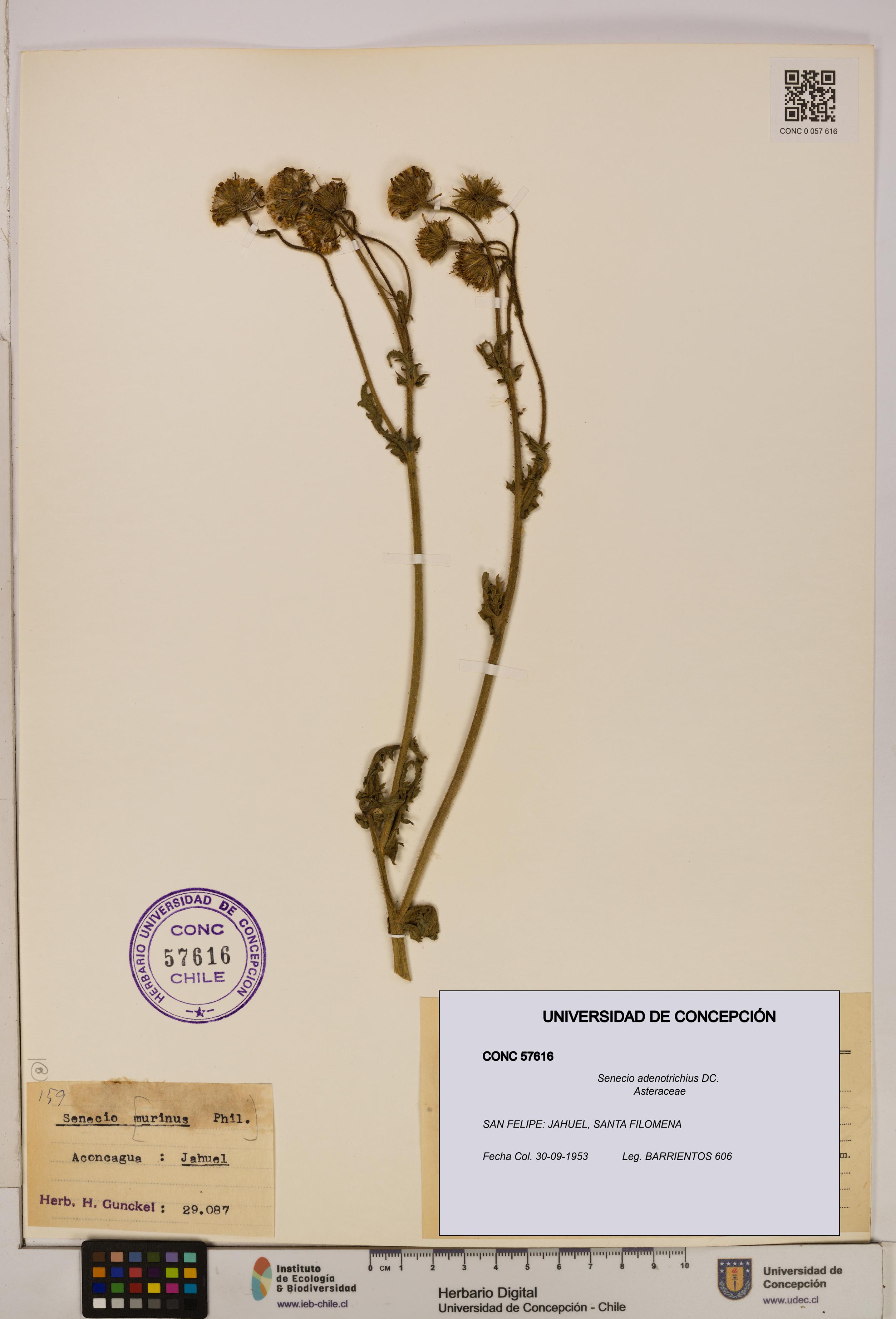 Senecio adenotrichius [Espécimen: UDEC:CONC:0057616]