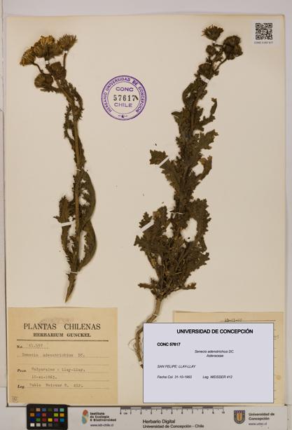 Senecio adenotrichius [Espécimen: UDEC:CONC:0057617]