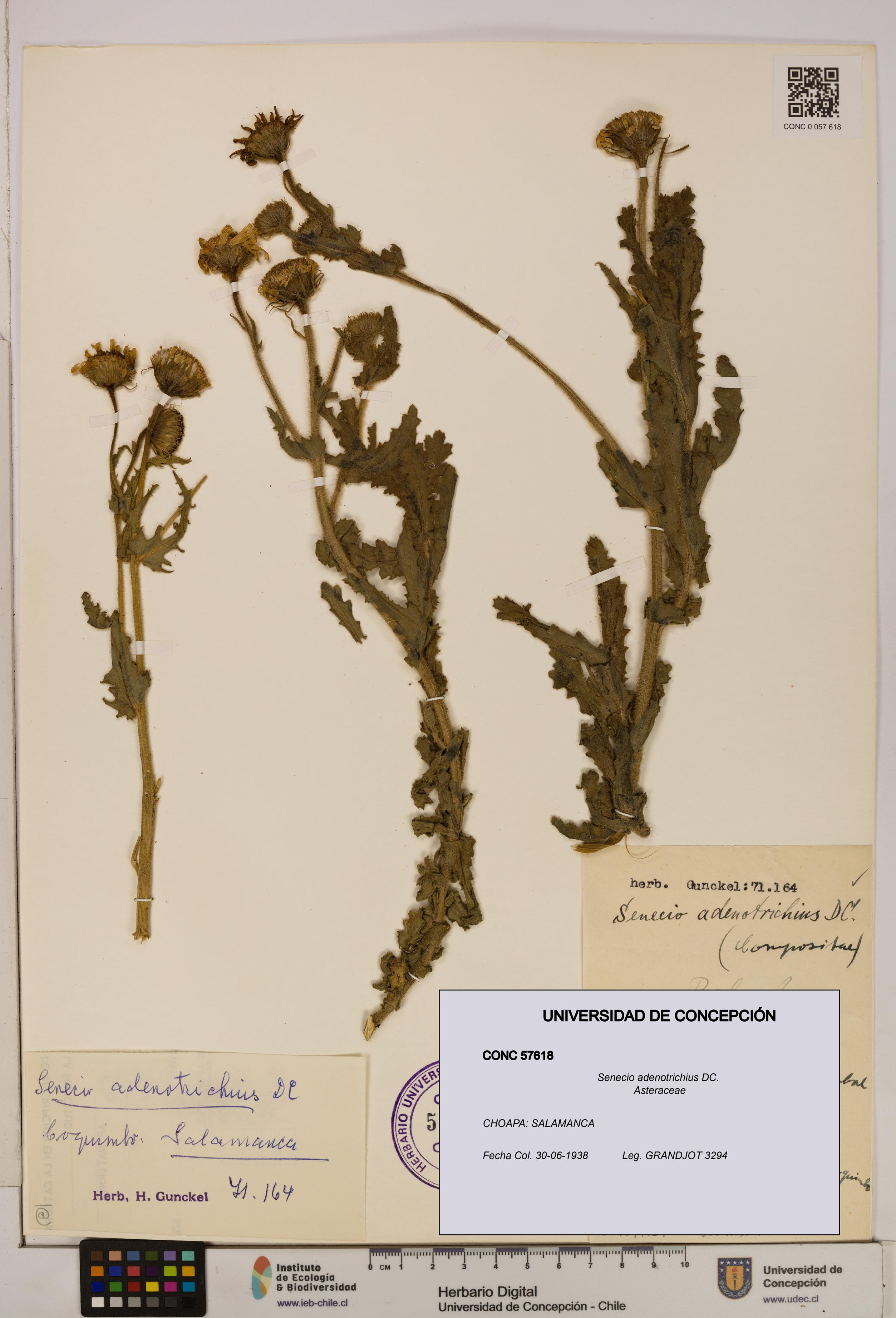 Senecio adenotrichius [Espécimen: UDEC:CONC:0057618]