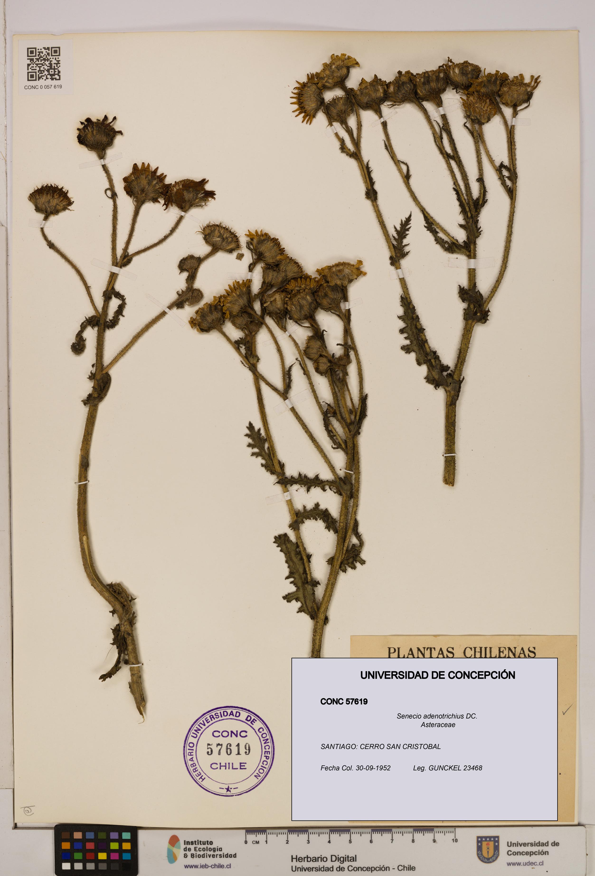 Senecio adenotrichius [Espécimen: UDEC:CONC:0057619]