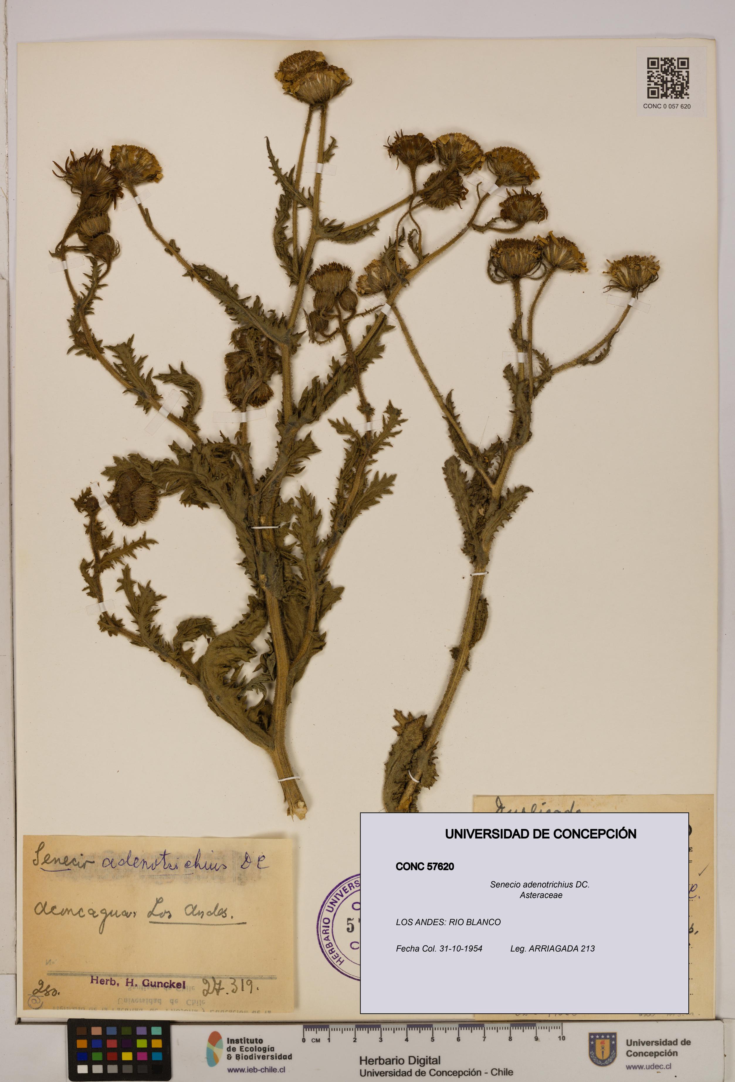 Senecio adenotrichius [Espécimen: UDEC:CONC:0057620]