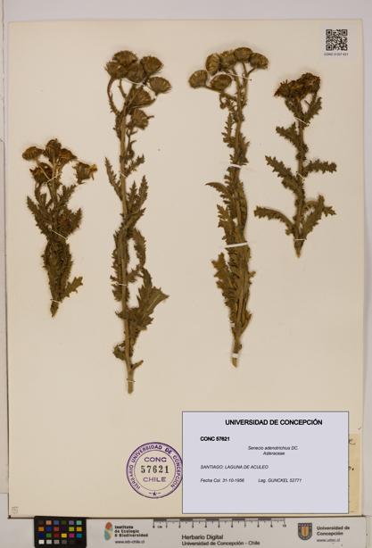 Senecio adenotrichius [Espécimen: UDEC:CONC:0057621]
