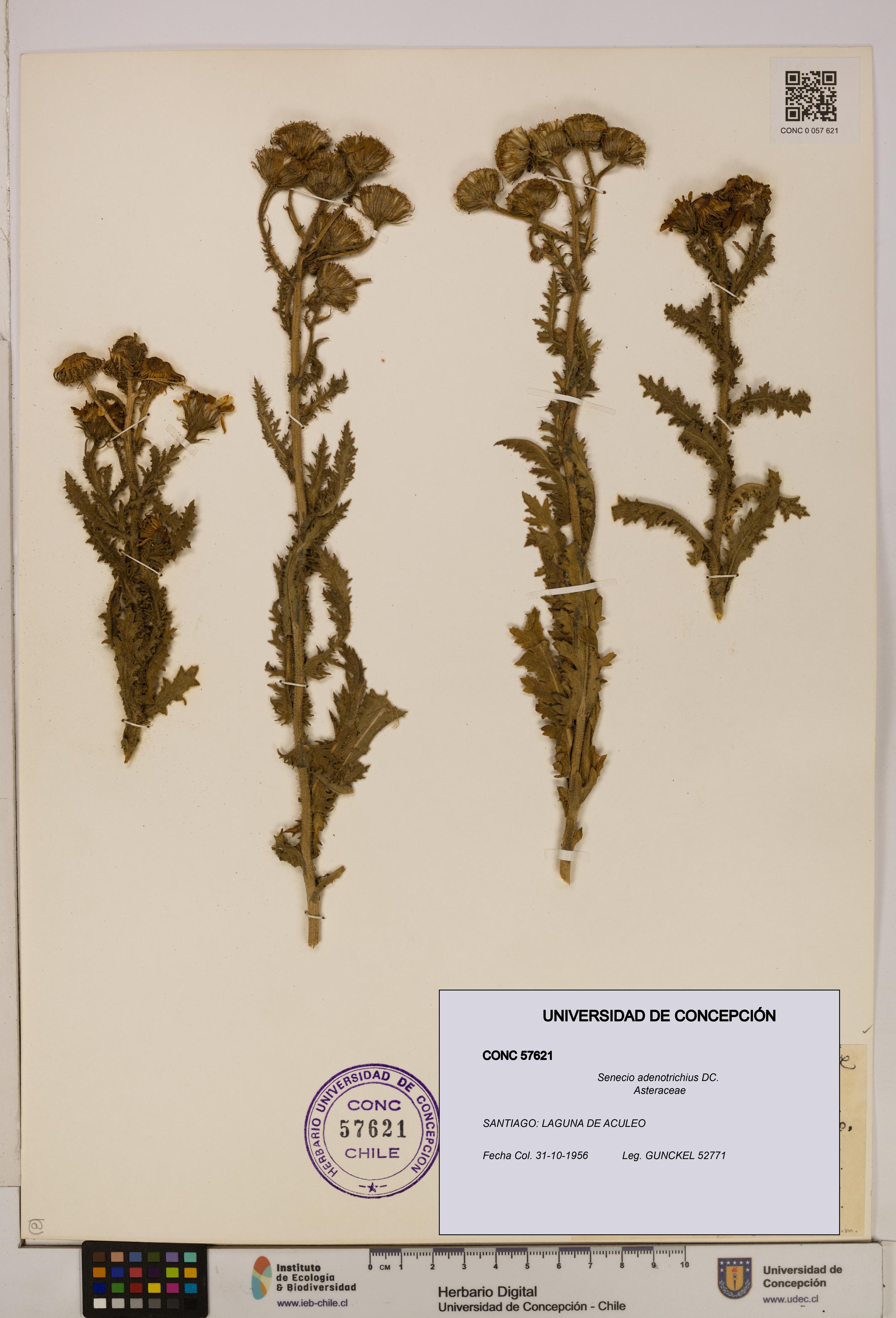 Senecio adenotrichius [Espécimen: UDEC:CONC:0057621]