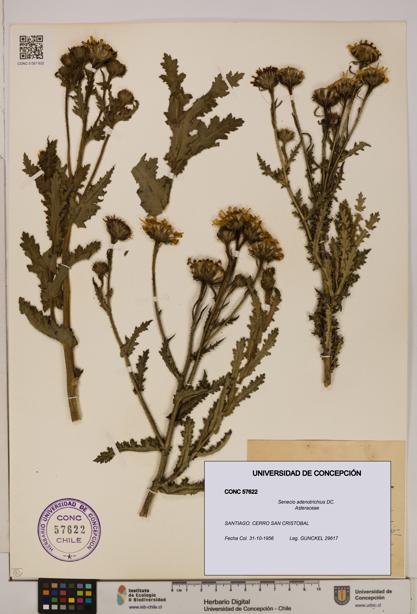 Senecio adenotrichius [Espécimen: UDEC:CONC:0057622]