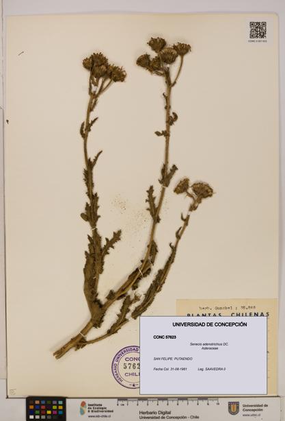 Senecio adenotrichius [Espécimen: UDEC:CONC:0057623]