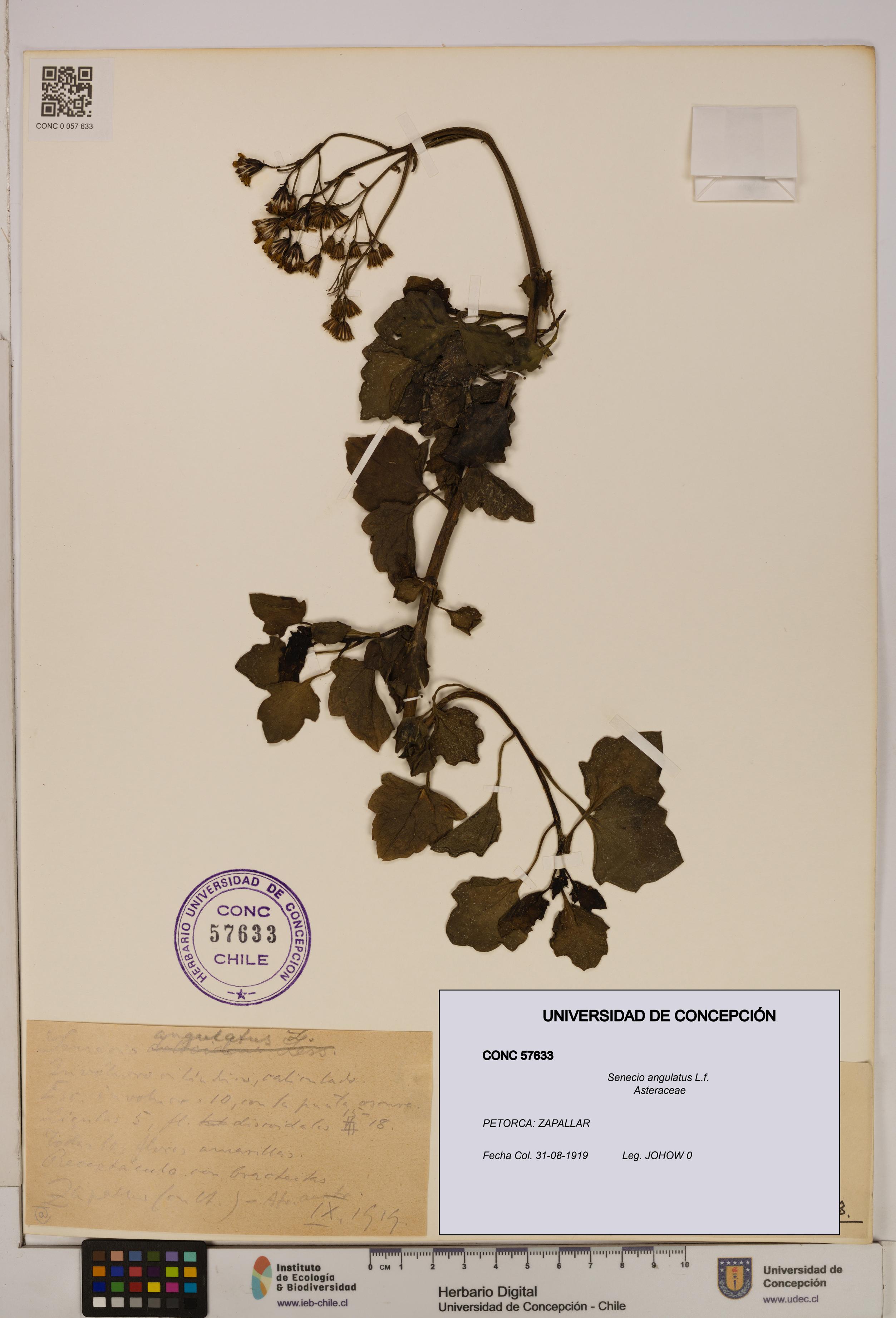 Senecio angulatus [Espécimen: UDEC:CONC:0057633]