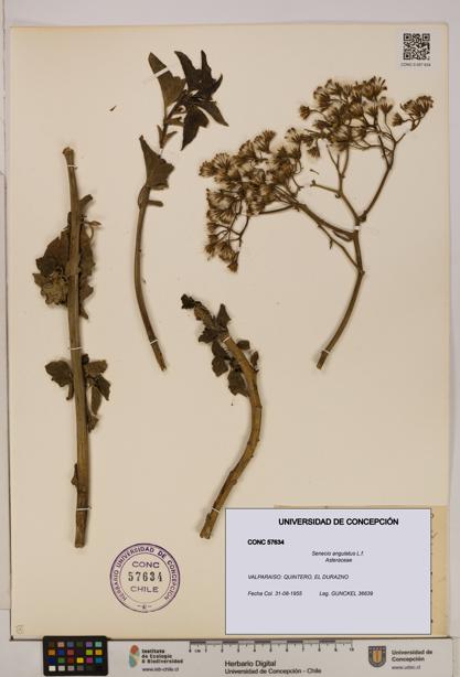 Senecio angulatus [Espécimen: UDEC:CONC:0057634]