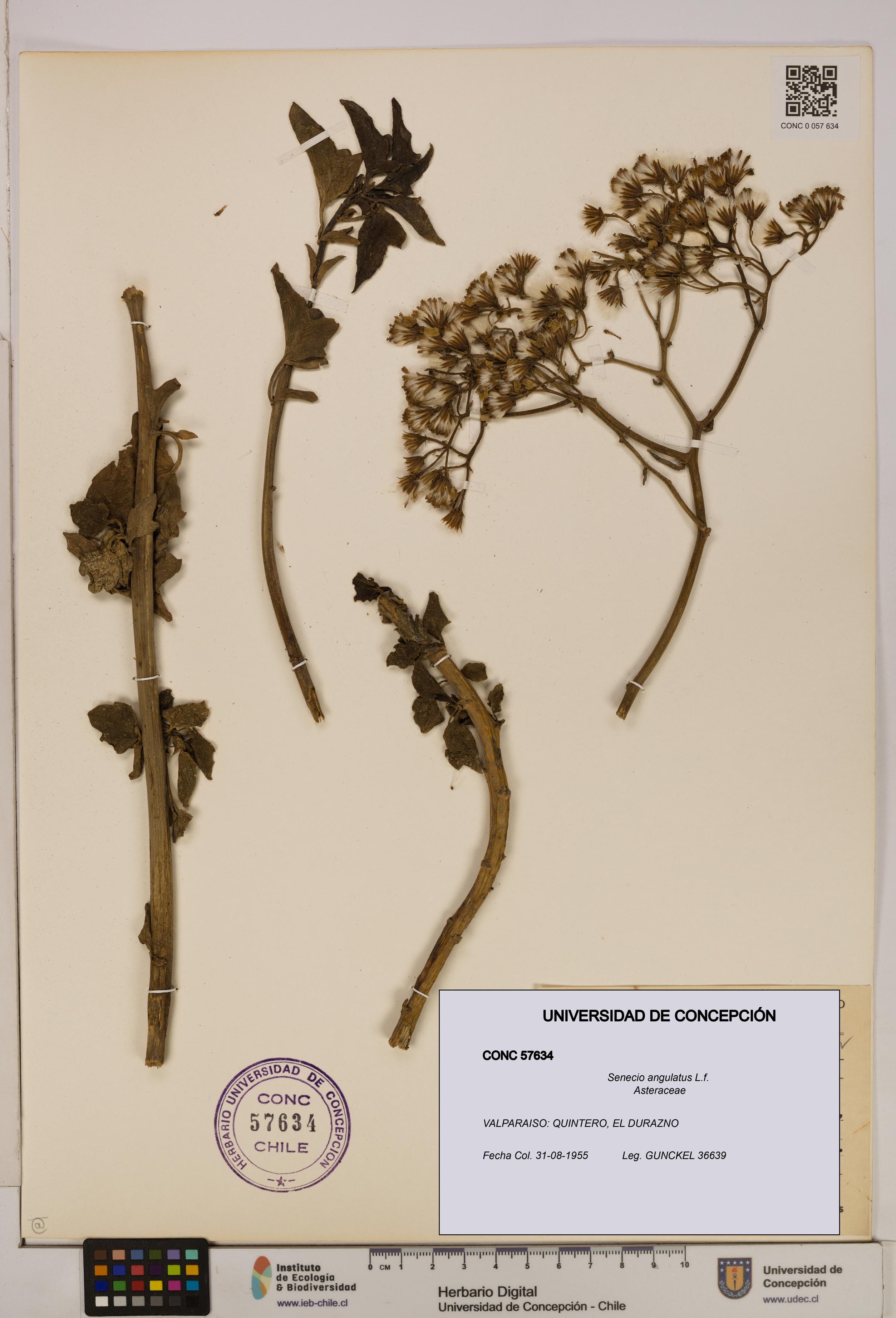 Senecio angulatus [Espécimen: UDEC:CONC:0057634]