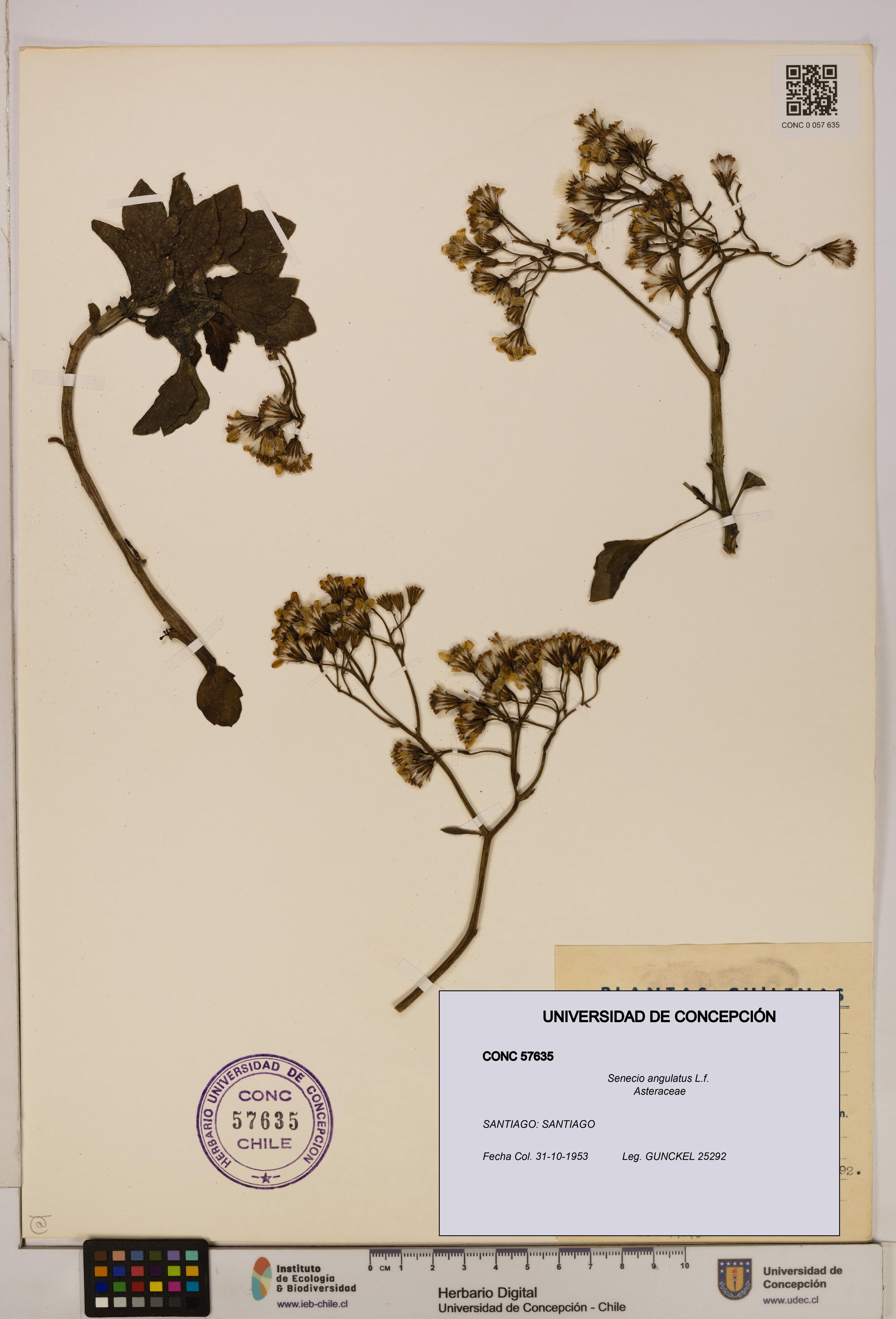 Senecio angulatus [Espécimen: UDEC:CONC:0057635]