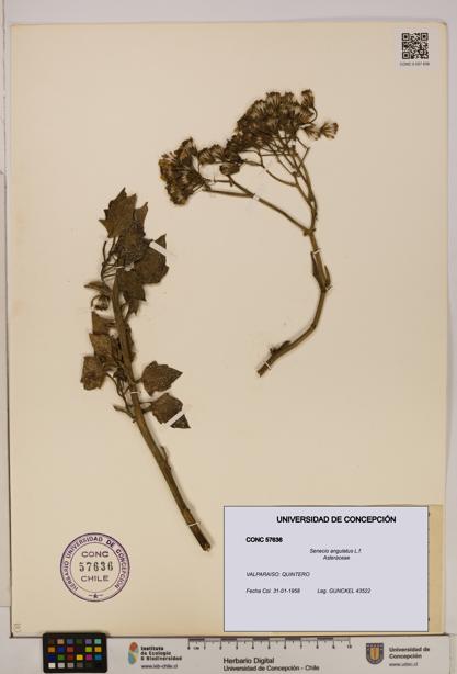 Senecio angulatus [Espécimen: UDEC:CONC:0057636]