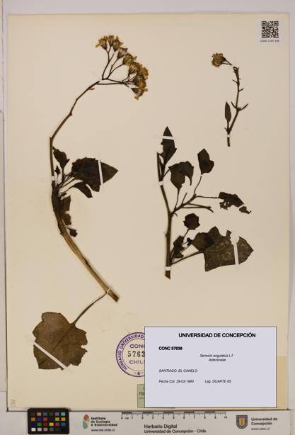 Senecio angulatus [Espécimen: UDEC:CONC:0057638]