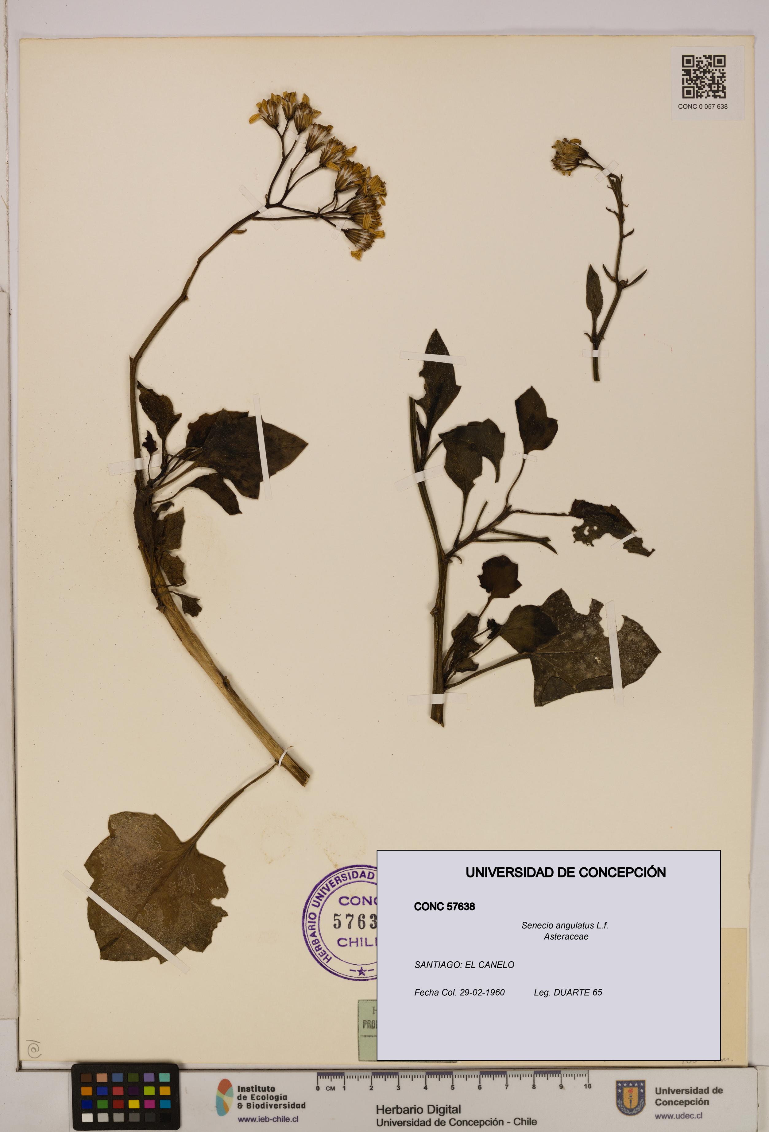 Senecio angulatus [Espécimen: UDEC:CONC:0057638]
