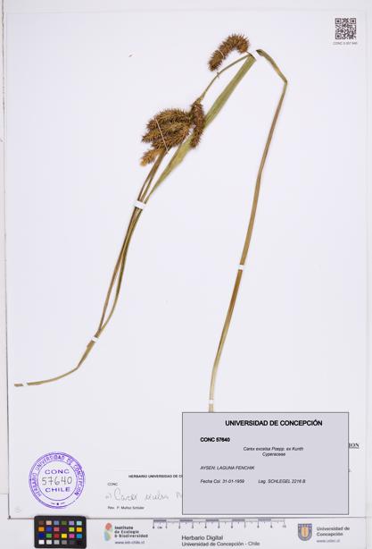 Carex excelsa [Espécimen: ]