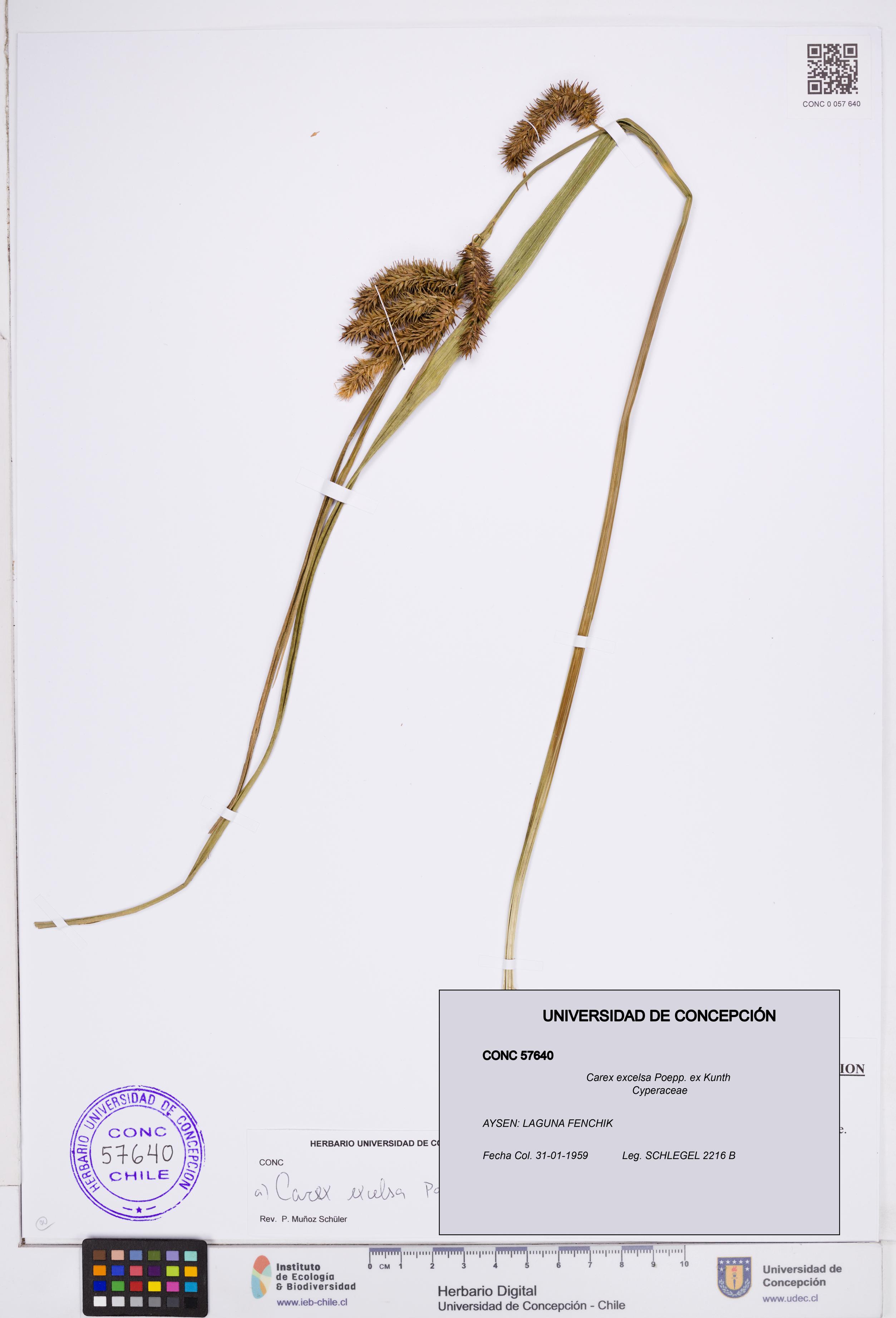Carex excelsa [Espécimen: ]