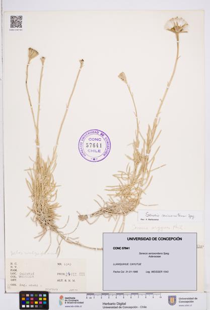Senecio sericeonitens [Espécimen: ]