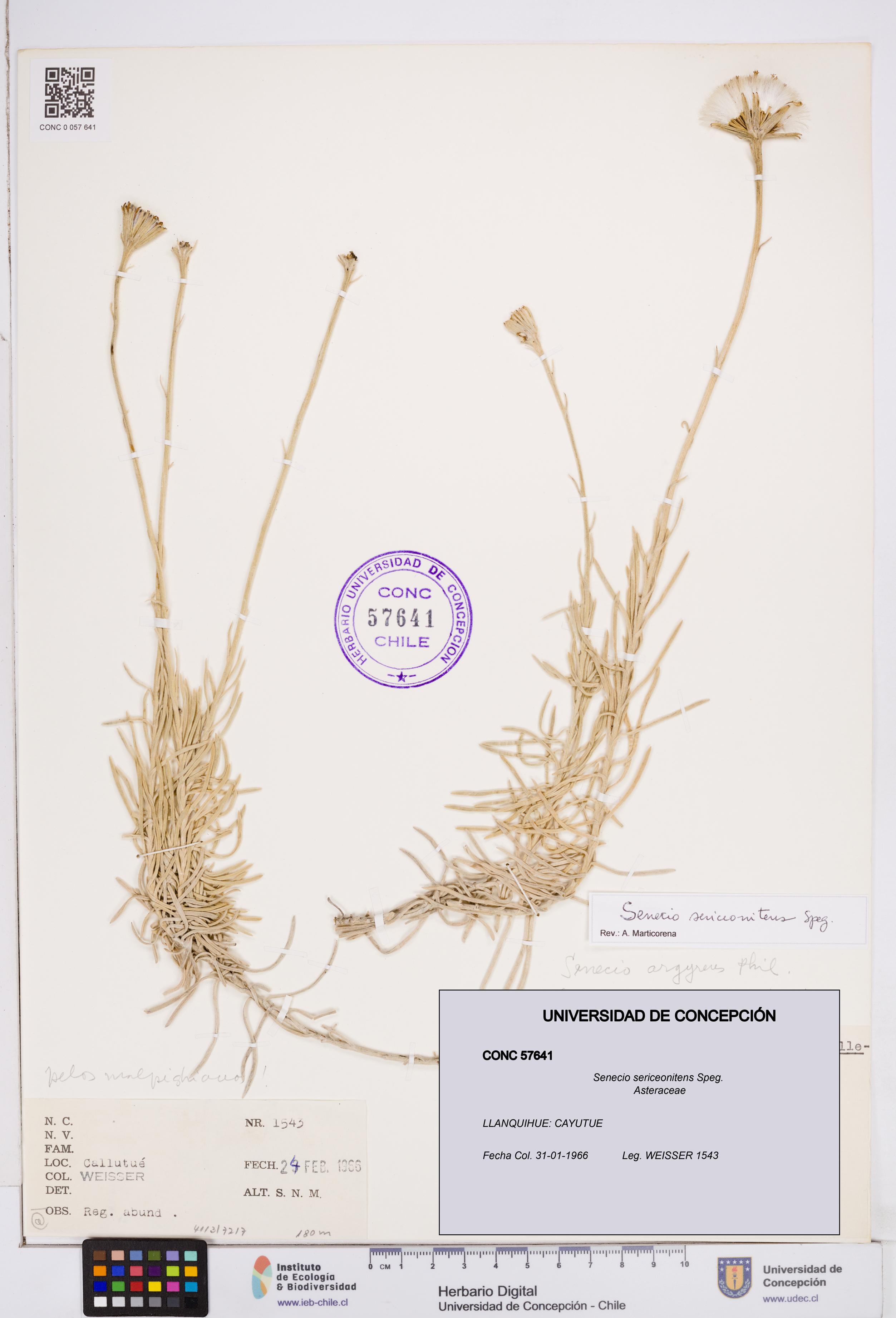 Senecio sericeonitens [Espécimen: ]