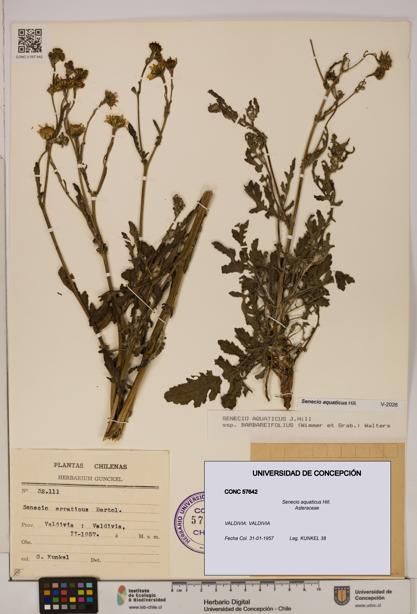 Senecio aquaticus [Espécimen: UDEC:CONC:0057642]