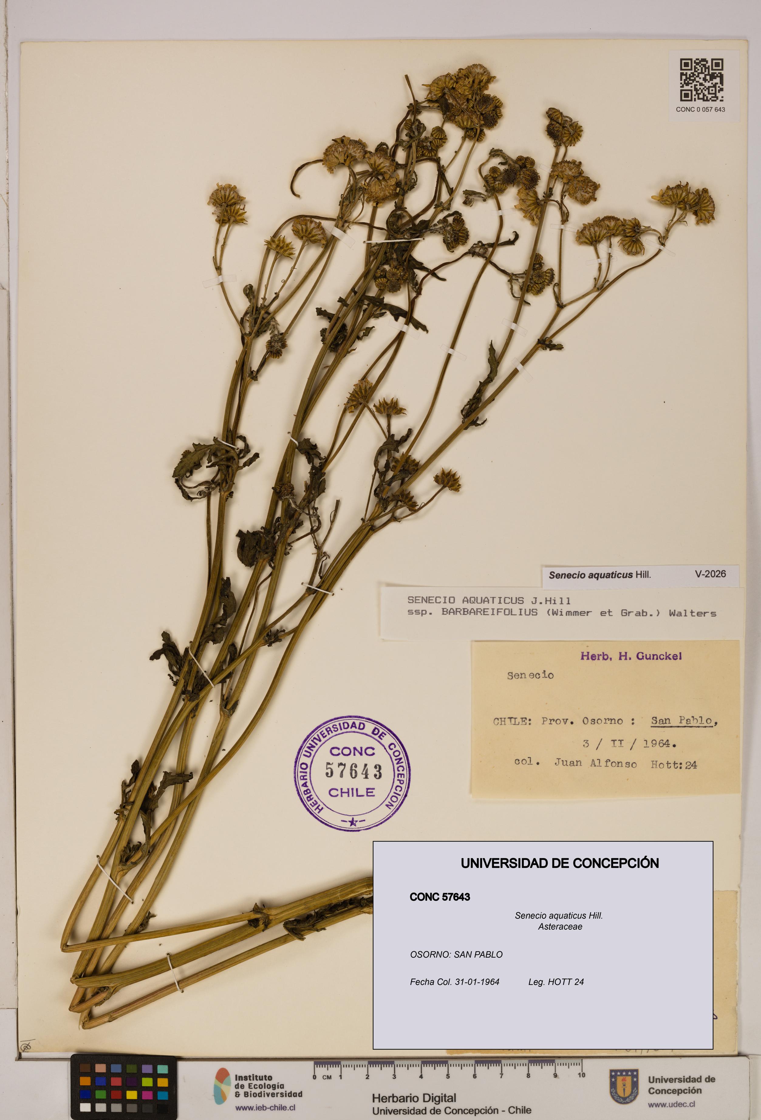 Senecio aquaticus [Espécimen: UDEC:CONC:0057643]