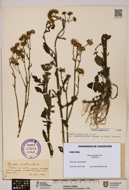 Senecio aquaticus [Espécimen: UDEC:CONC:0057644]