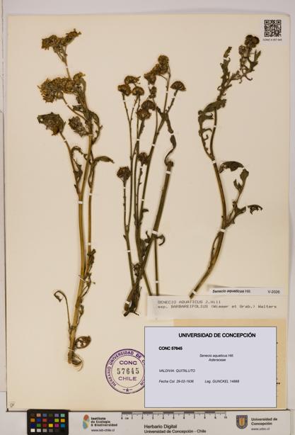 Senecio aquaticus [Espécimen: UDEC:CONC:0057645]