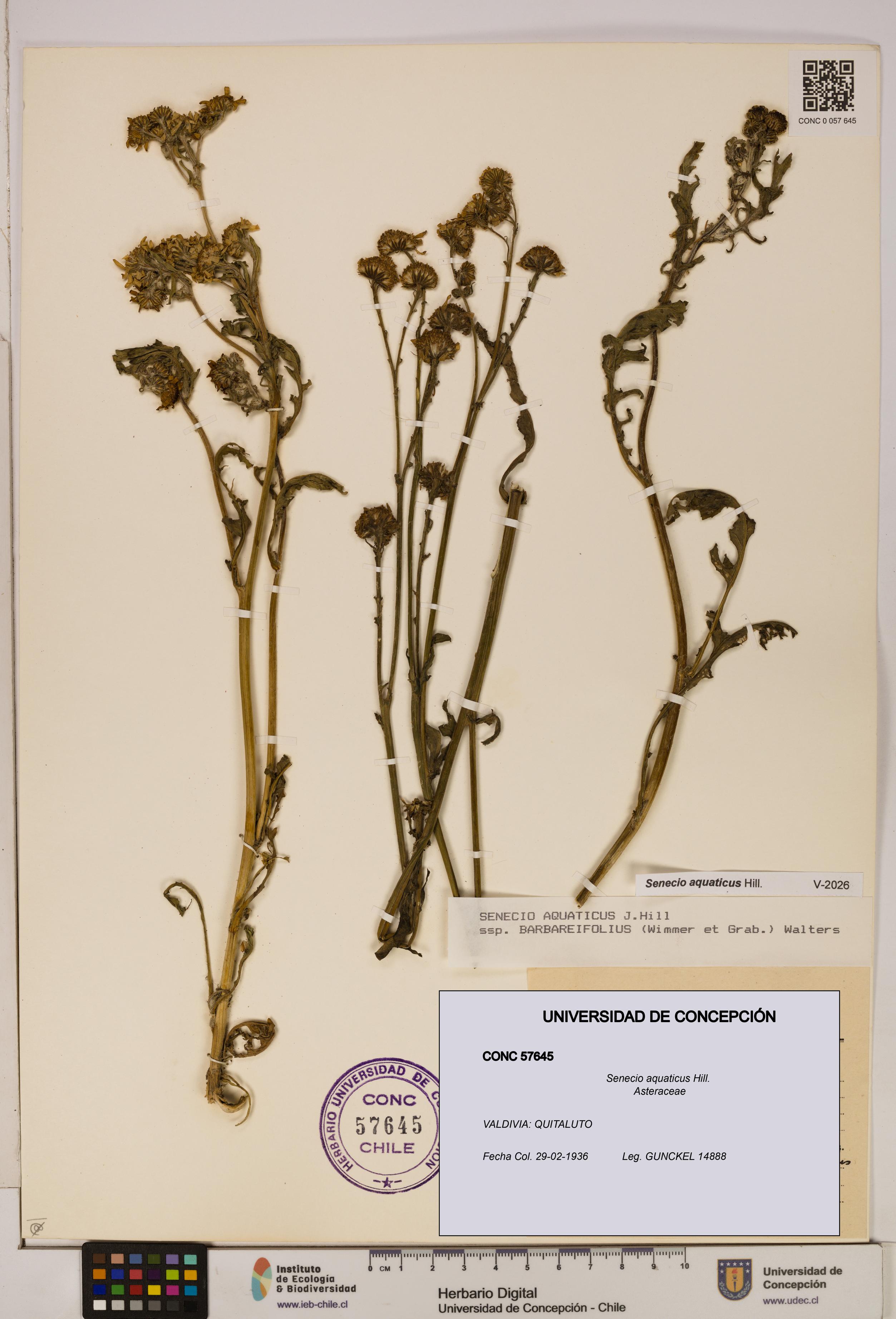 Senecio aquaticus [Espécimen: UDEC:CONC:0057645]
