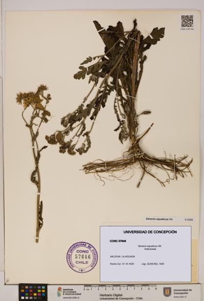 Senecio aquaticus [Espécimen: UDEC:CONC:0057646]