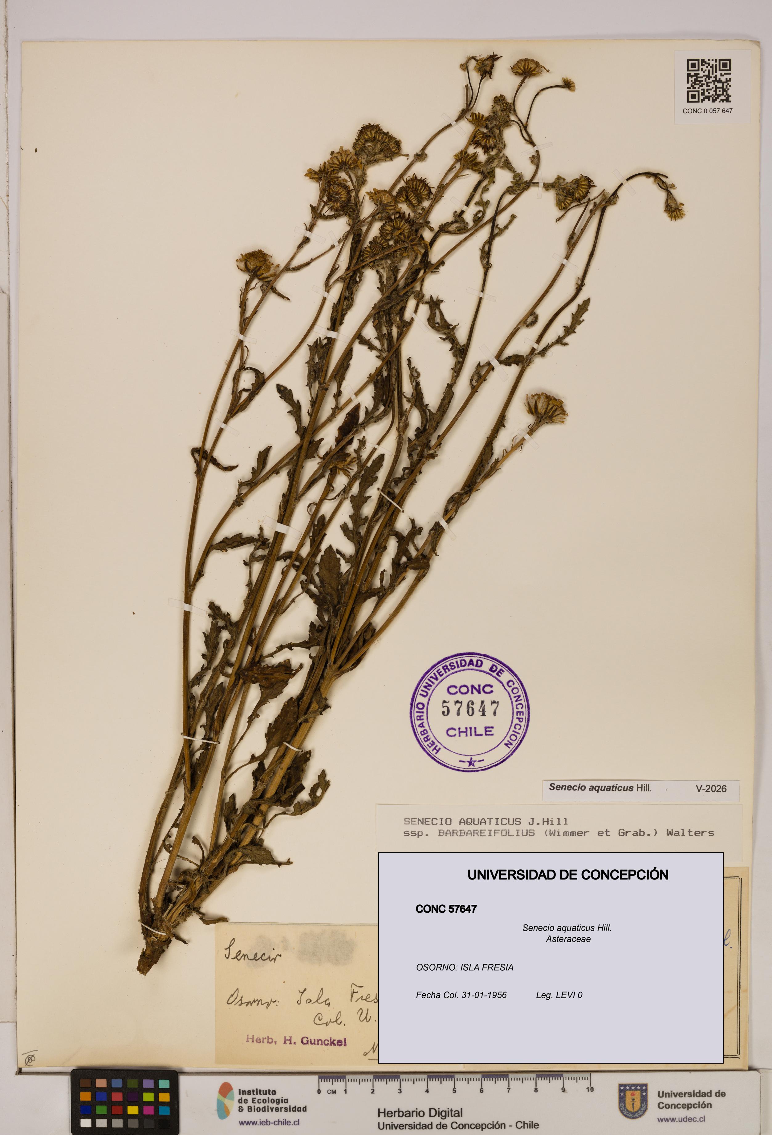 Senecio aquaticus [Espécimen: UDEC:CONC:0057647]