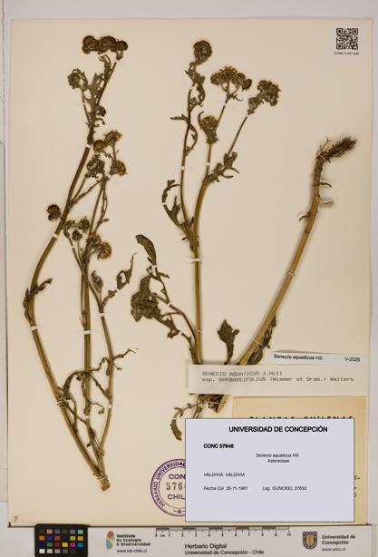 Senecio aquaticus [Espécimen: UDEC:CONC:0057648]