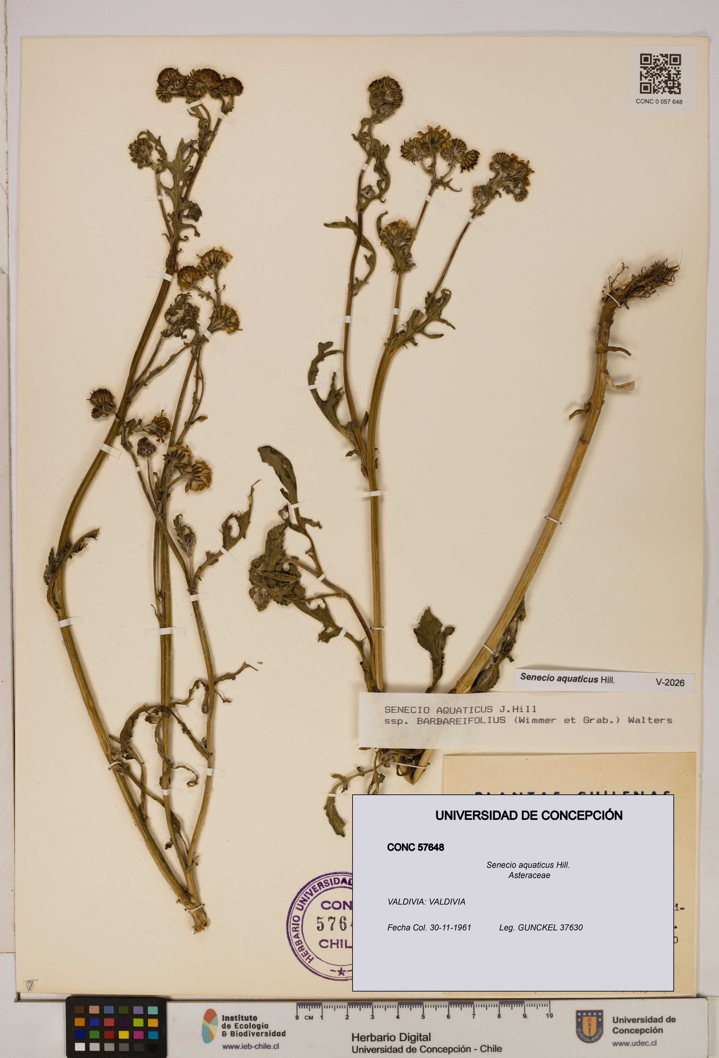 Senecio aquaticus [Espécimen: UDEC:CONC:0057648]