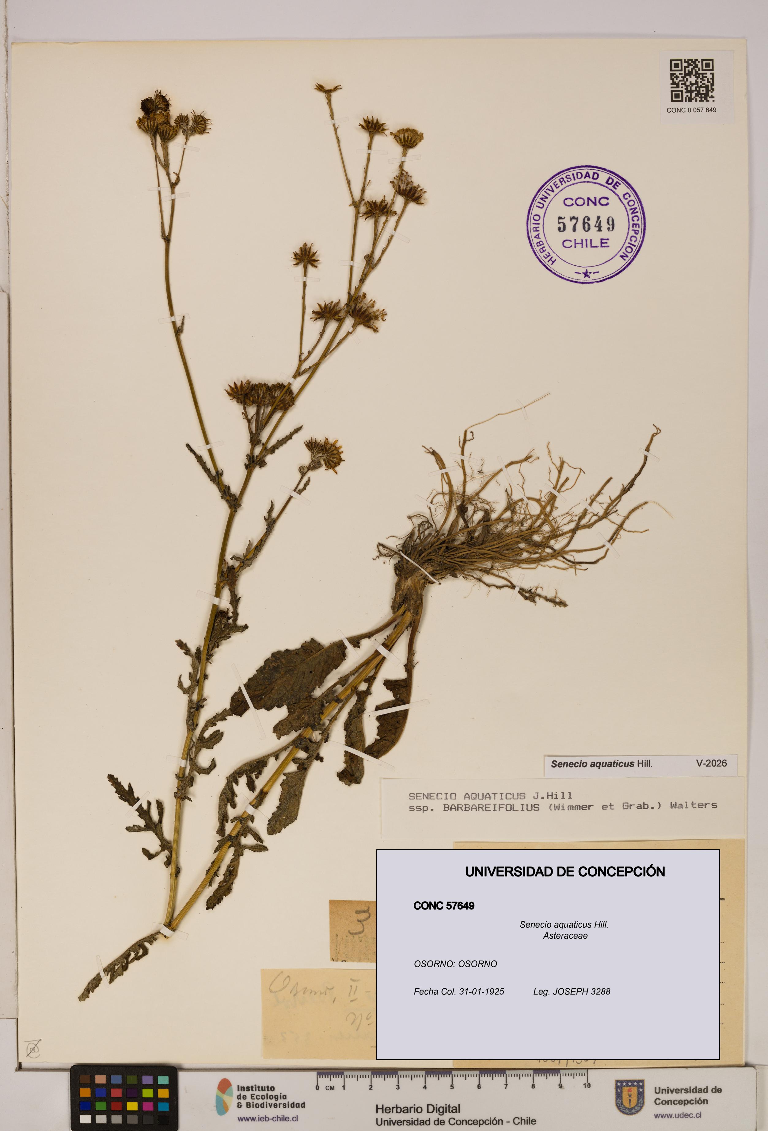 Senecio aquaticus [Espécimen: UDEC:CONC:0057649]
