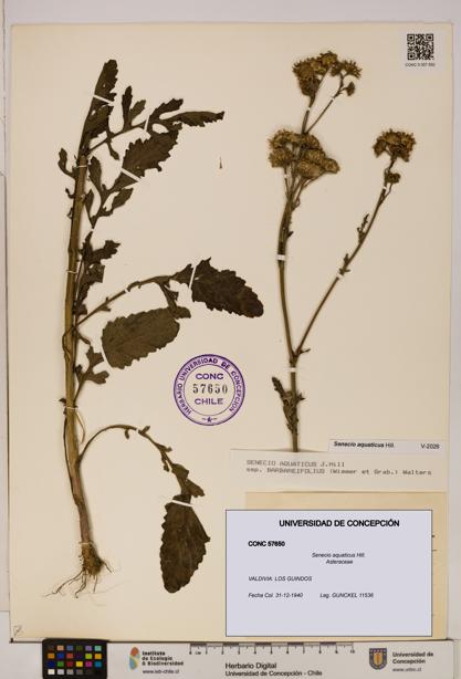 Senecio aquaticus [Espécimen: UDEC:CONC:0057650]