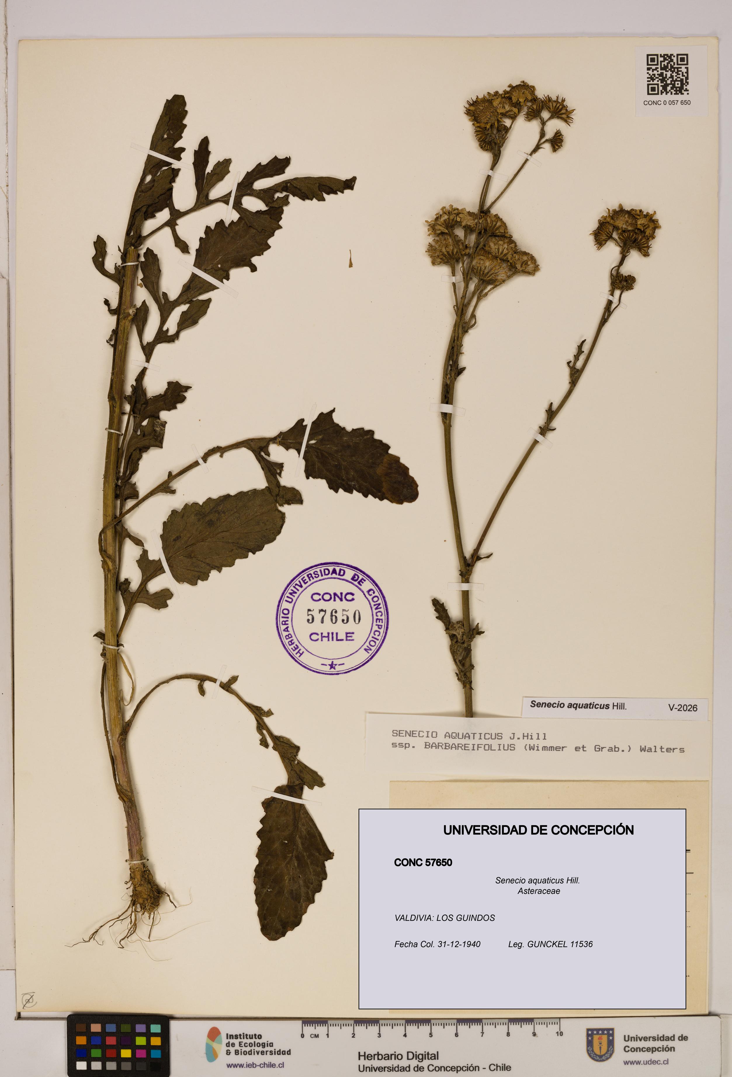 Senecio aquaticus [Espécimen: UDEC:CONC:0057650]
