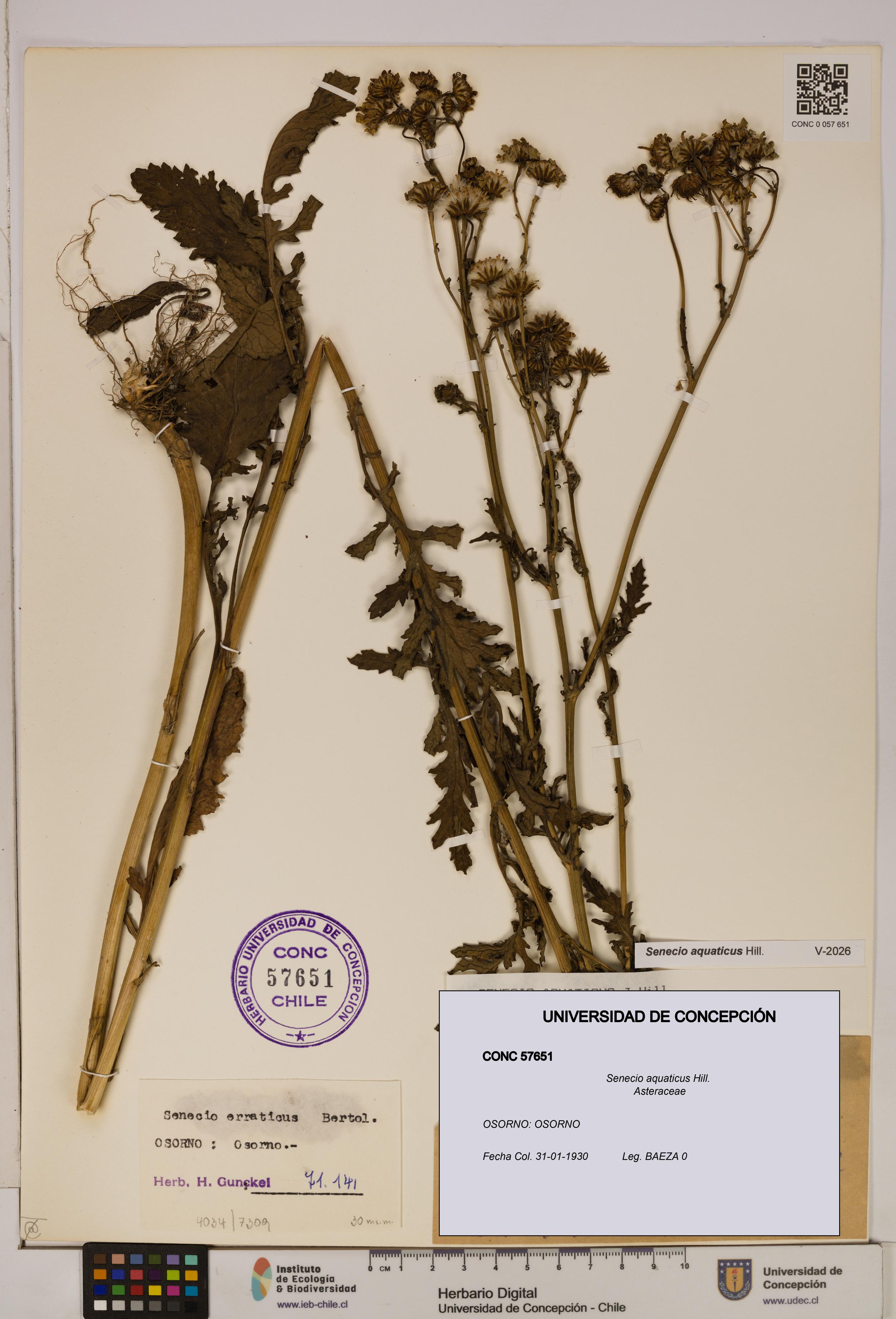 Senecio aquaticus [Espécimen: UDEC:CONC:0057651]