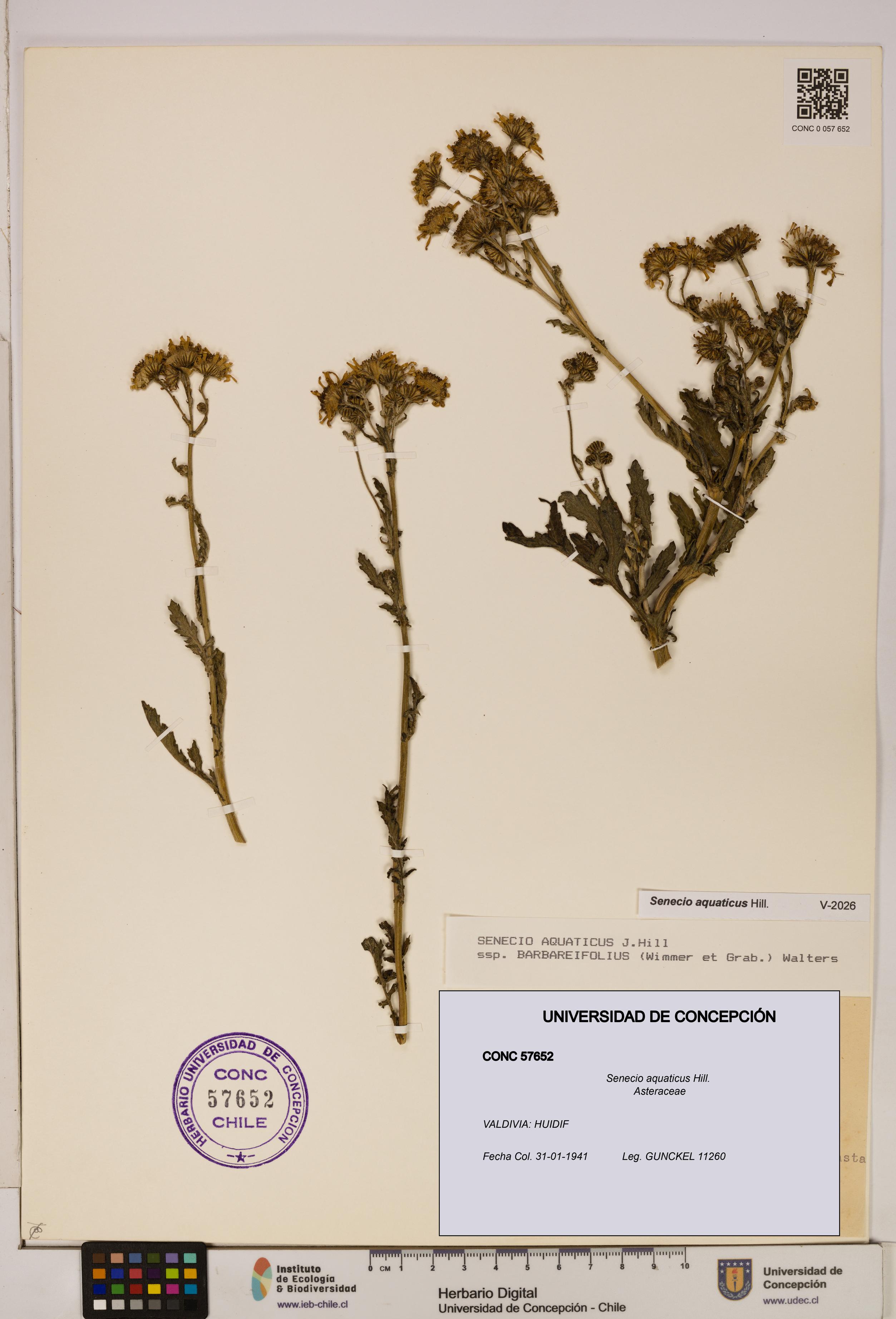 Senecio aquaticus [Espécimen: UDEC:CONC:0057652]