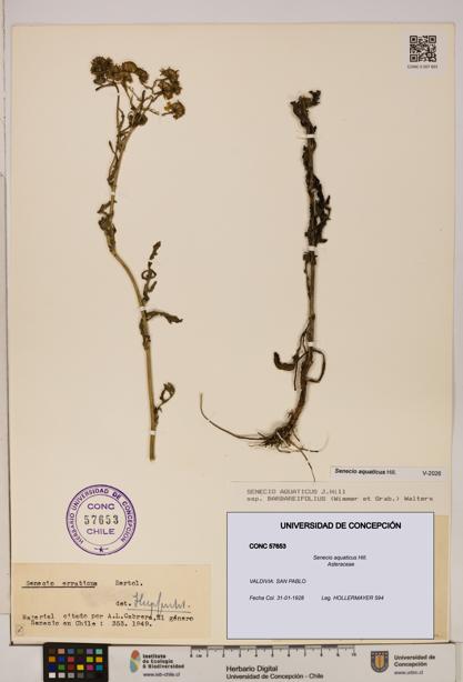 Senecio aquaticus [Espécimen: UDEC:CONC:0057653]