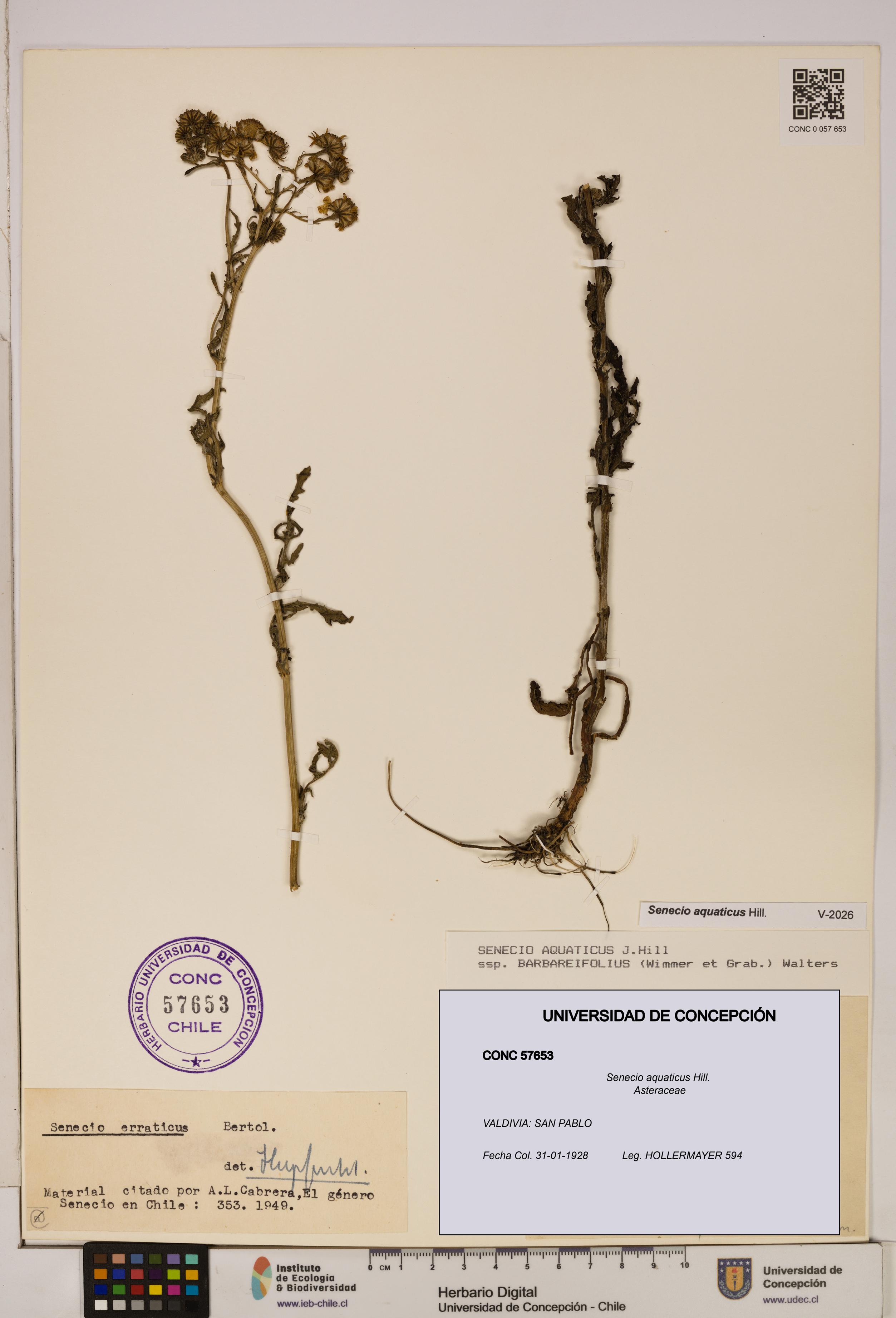 Senecio aquaticus [Espécimen: UDEC:CONC:0057653]