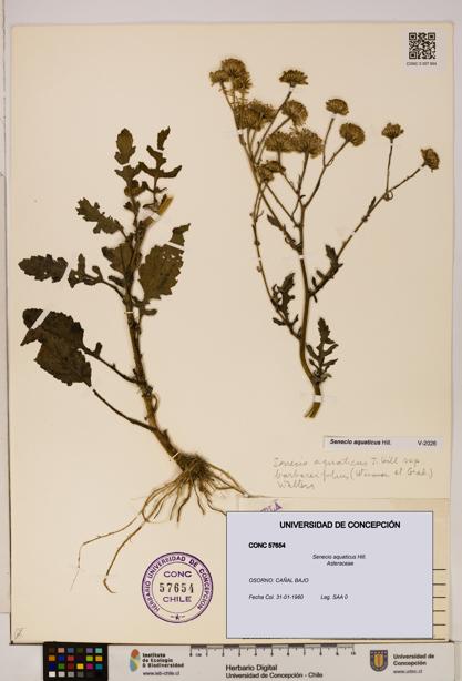Senecio aquaticus [Espécimen: UDEC:CONC:0057654]