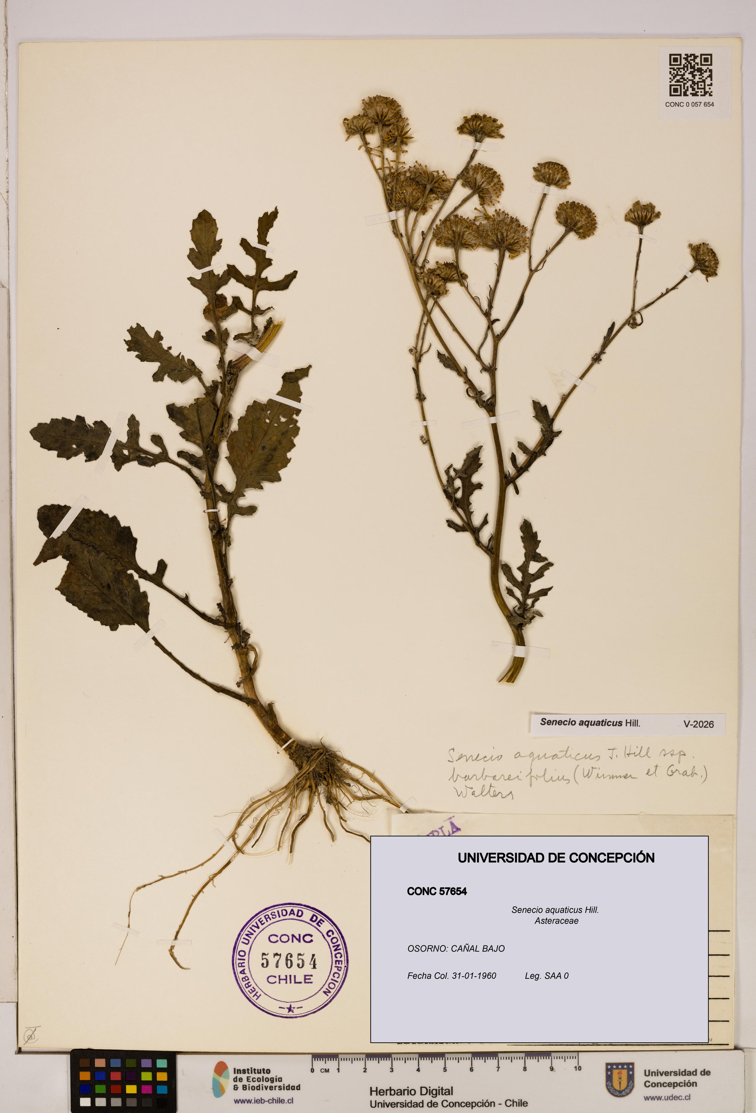 Senecio aquaticus [Espécimen: UDEC:CONC:0057654]