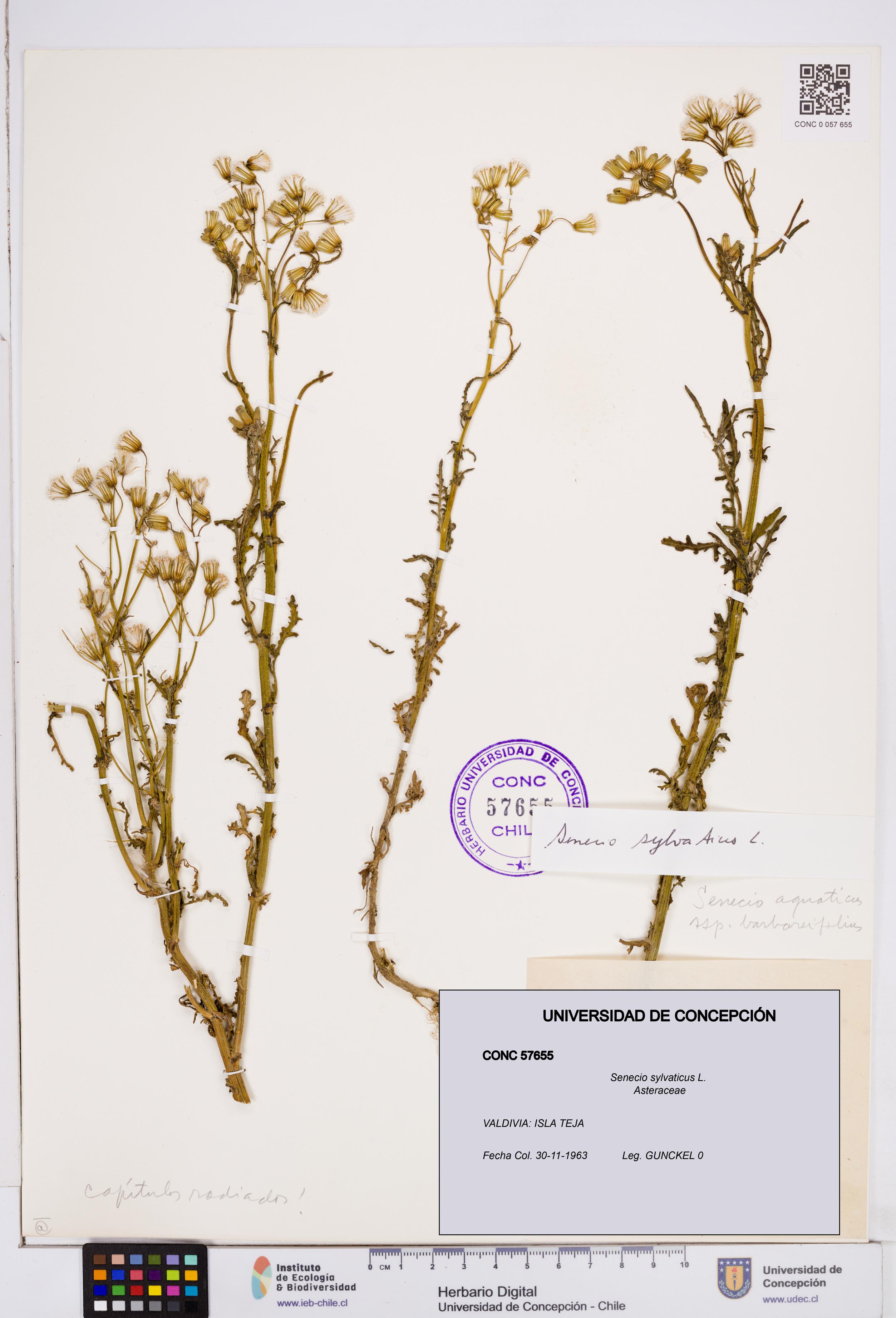 Senecio sylvaticus [Espécimen: ]