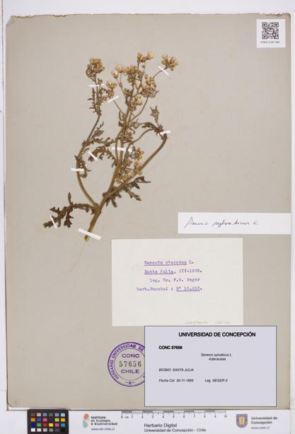 Senecio sylvaticus [Espécimen: ]