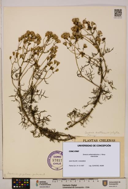 Senecio anthemidiphyllus [Espécimen: UDEC:CONC:0057657]
