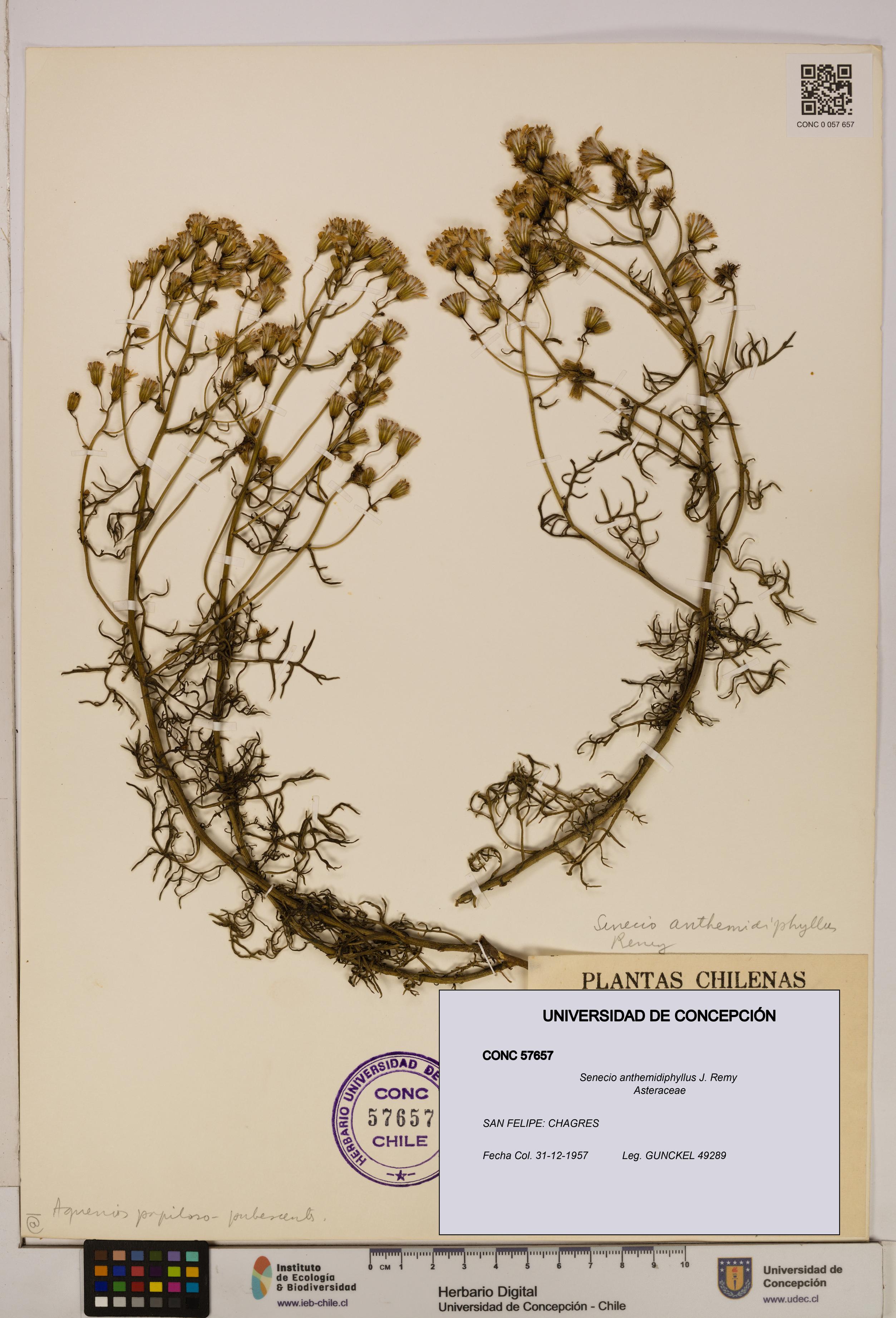 Senecio anthemidiphyllus [Espécimen: UDEC:CONC:0057657]