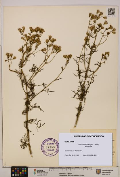 Senecio anthemidiphyllus [Espécimen: UDEC:CONC:0057658]
