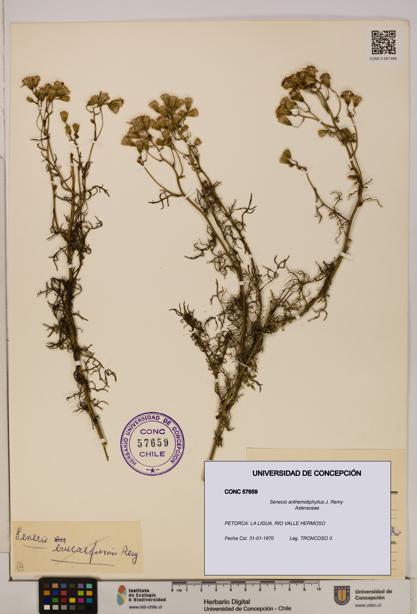 Senecio anthemidiphyllus [Espécimen: UDEC:CONC:0057659]