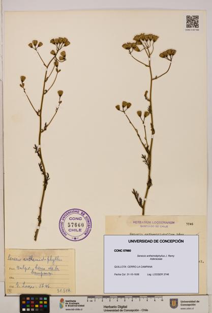 Senecio anthemidiphyllus [Espécimen: UDEC:CONC:0057660]