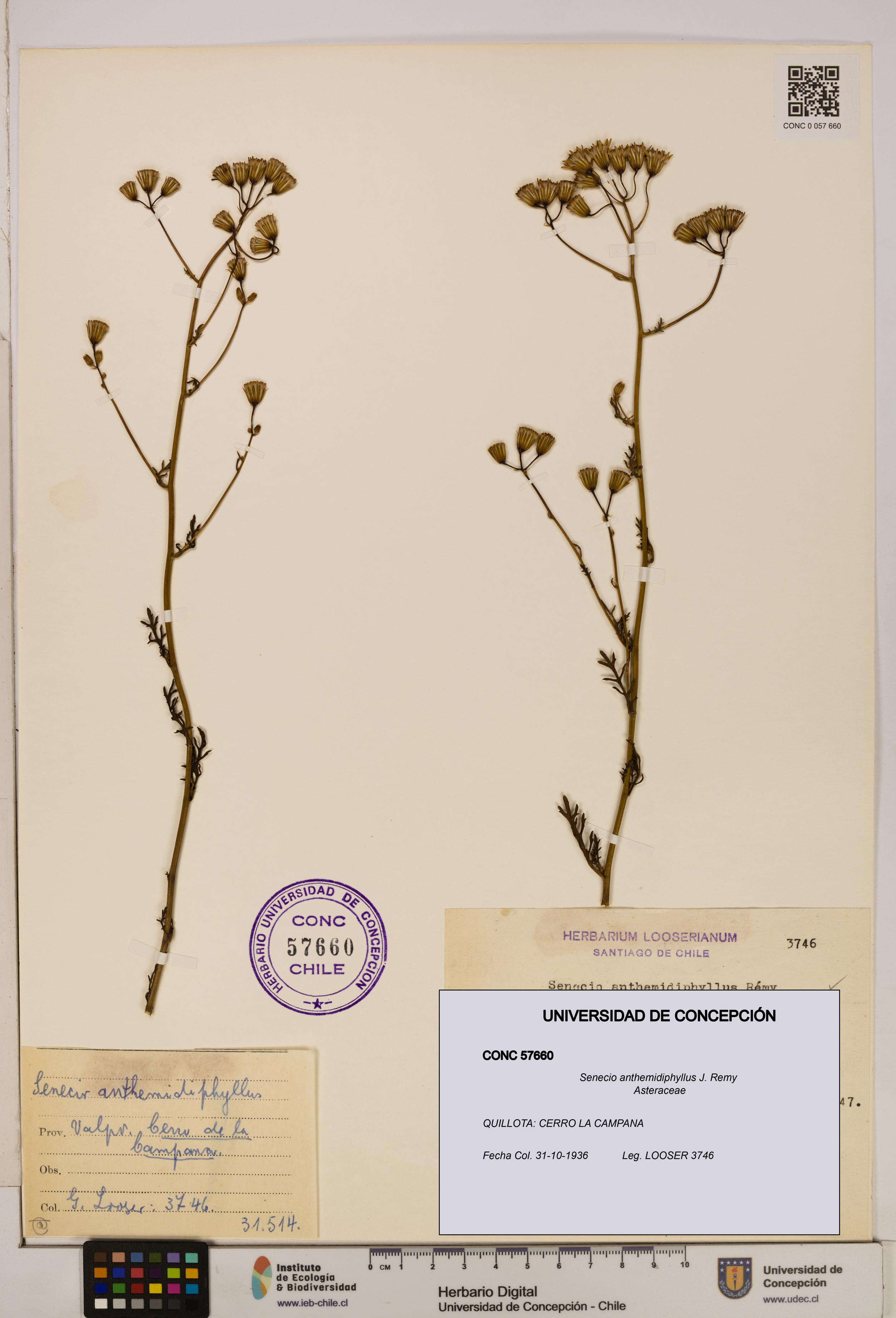 Senecio anthemidiphyllus [Espécimen: UDEC:CONC:0057660]