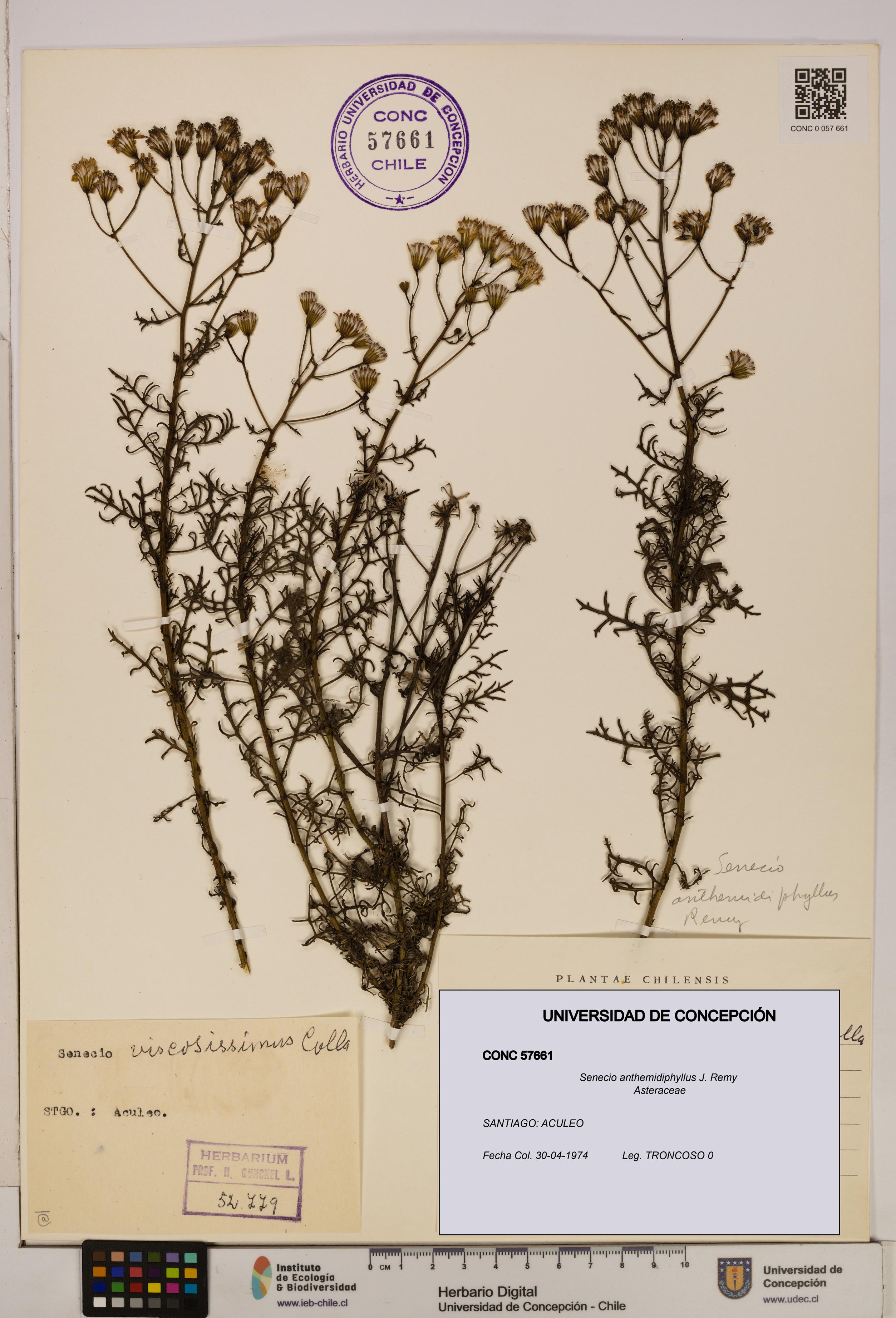 Senecio anthemidiphyllus [Espécimen: UDEC:CONC:0057661]