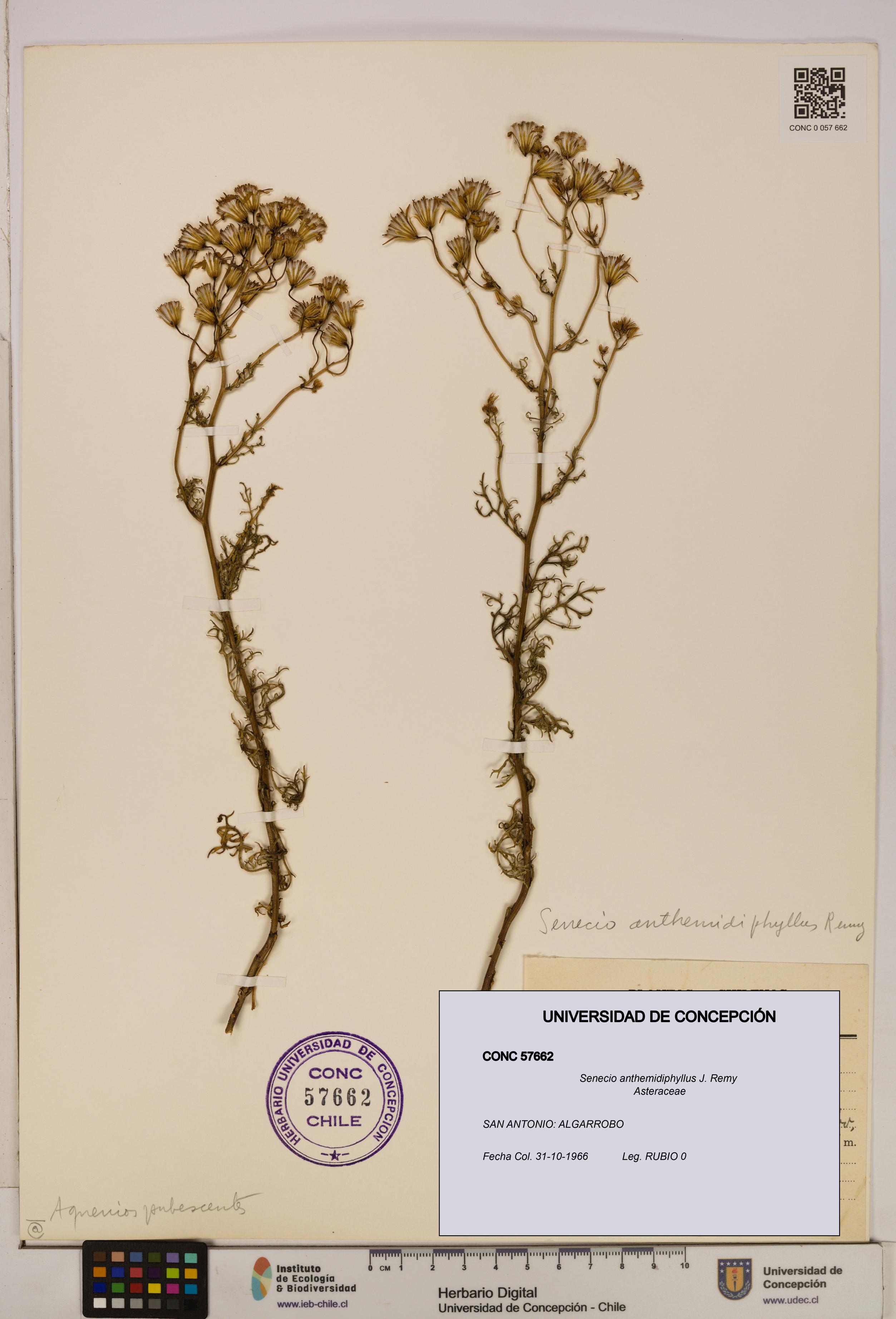 Senecio anthemidiphyllus [Espécimen: UDEC:CONC:0057662]