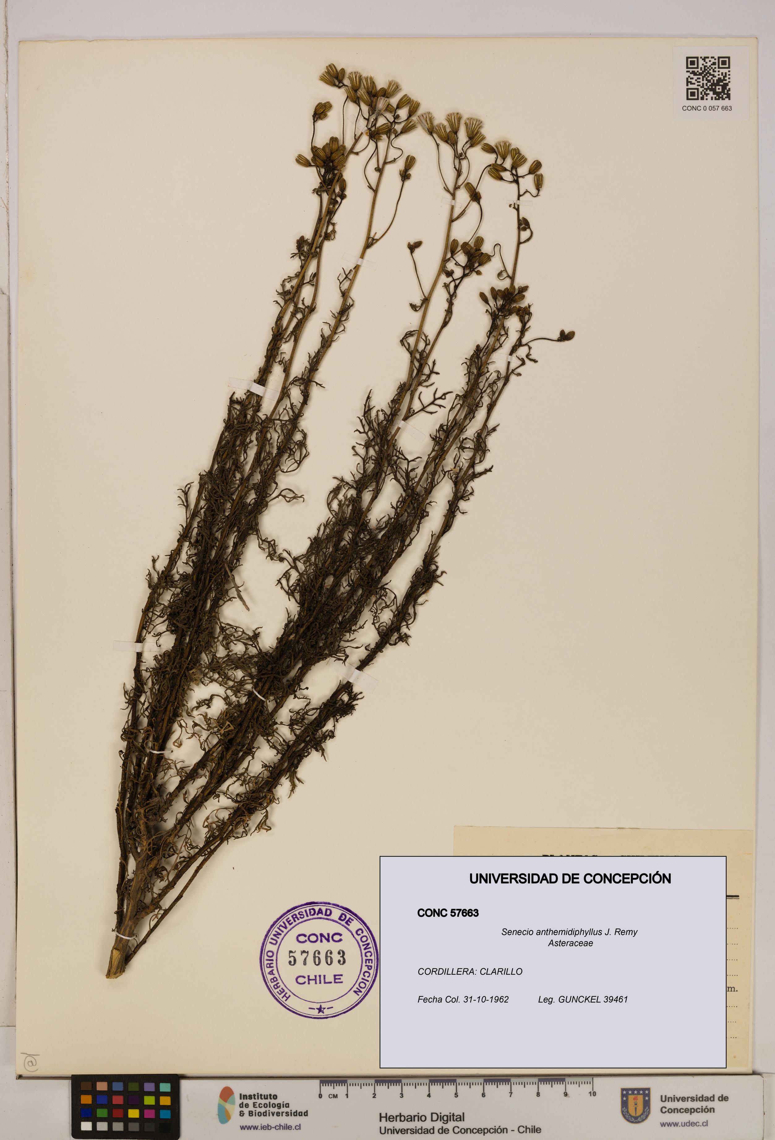 Senecio anthemidiphyllus [Espécimen: UDEC:CONC:0057663]